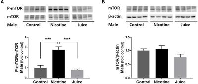 Impact of e-cigarette vaping aerosol exposure in pregnancy on mTOR signaling in rat fetal hippocampus